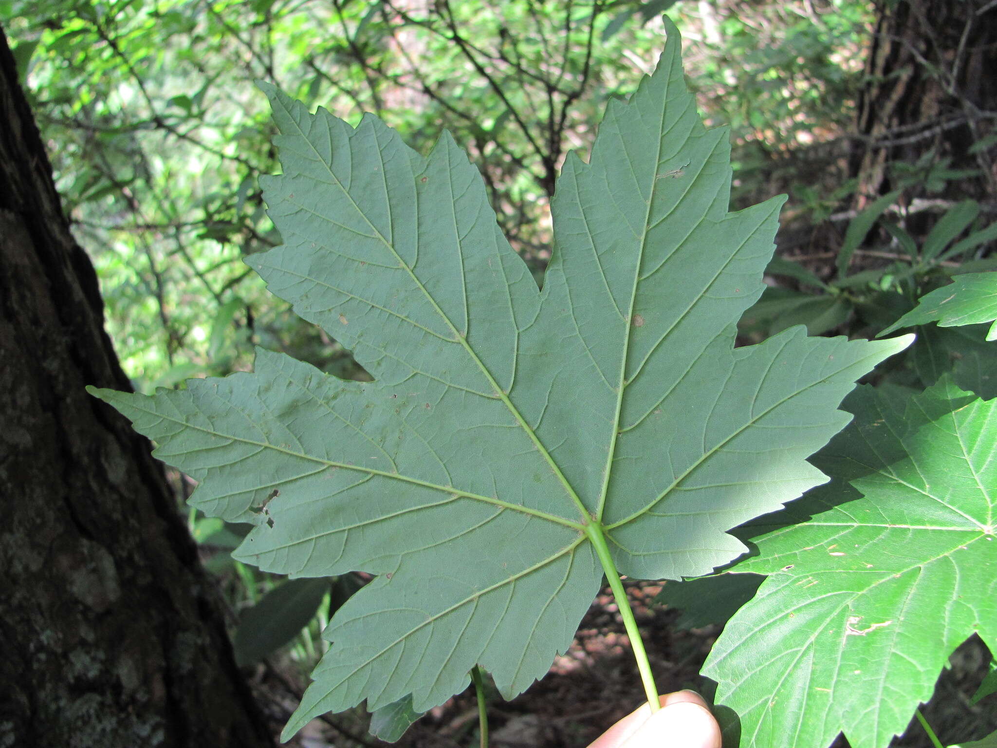 Acer heldreichii subsp. trautvetteri (Medvedev) E. Murray的圖片