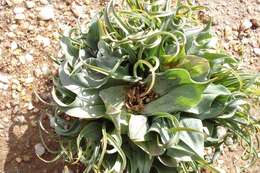 Image of Colchicum circinatum subsp. circinatum