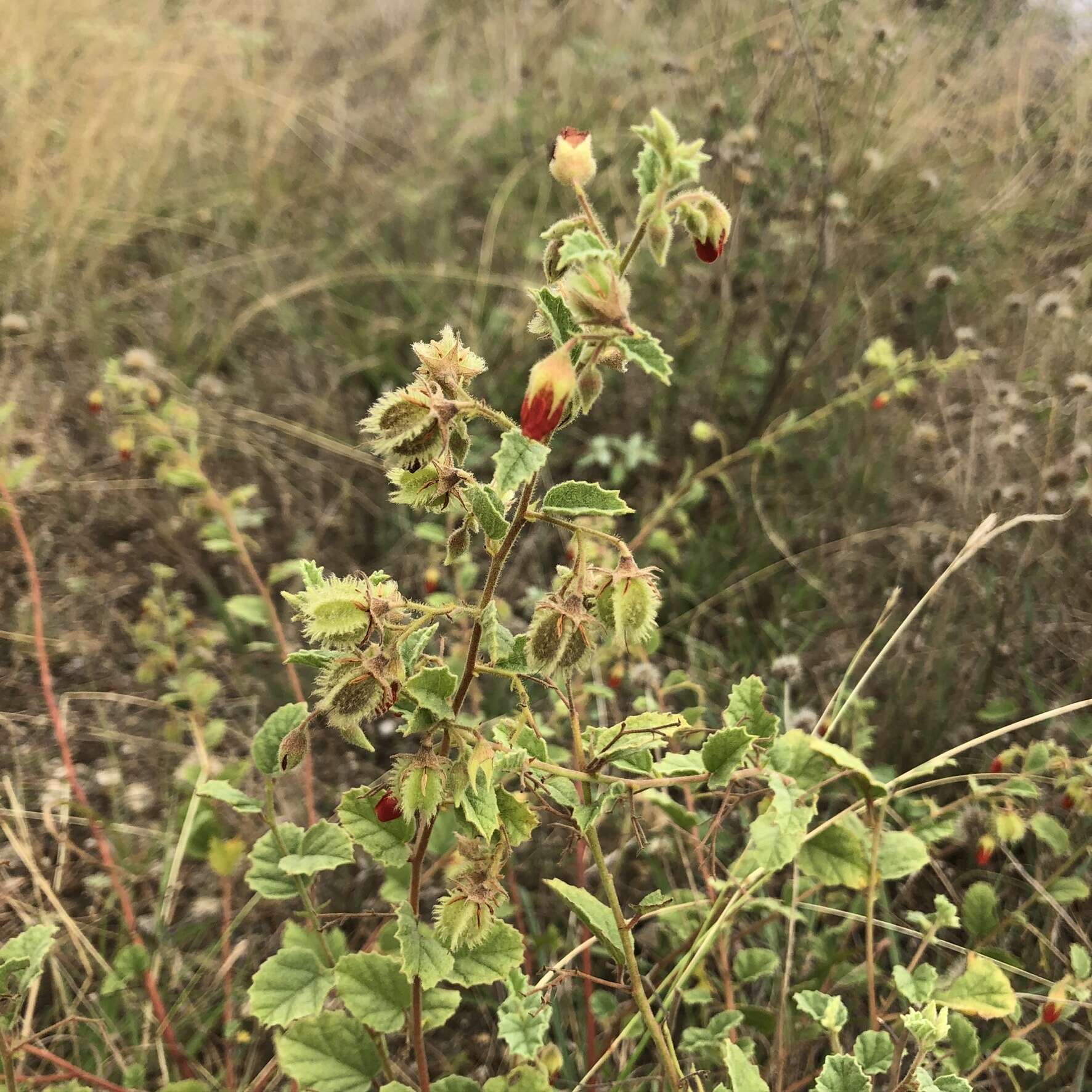 Plancia ëd Hermannia texana A. Gray