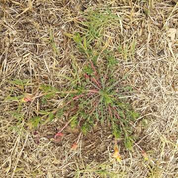 Imagem de Oenothera pubescens Willdenow ex Spreng.