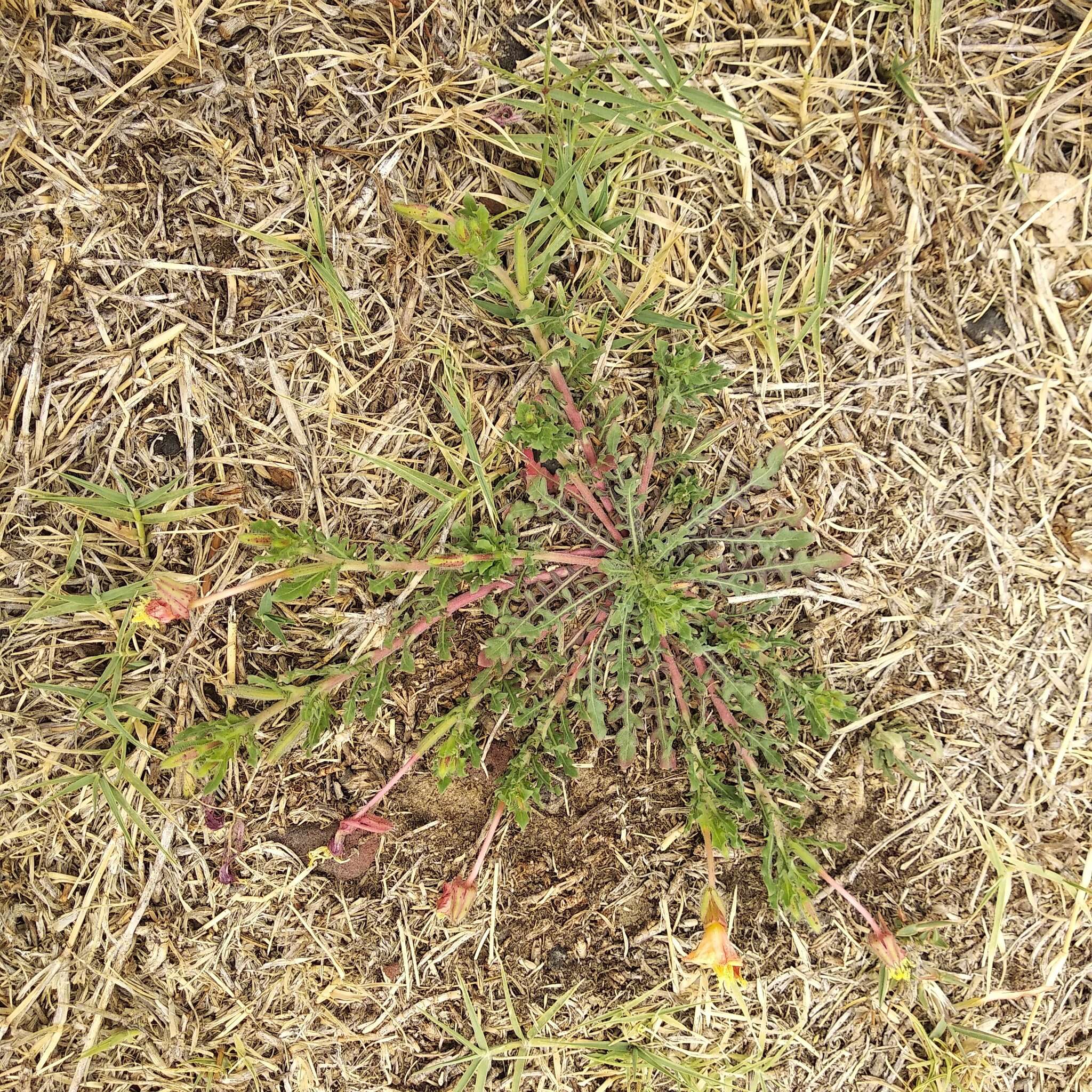 Imagem de Oenothera pubescens Willdenow ex Spreng.