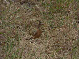 Image of Sykes's Lark