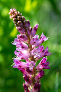 Image of Lachenalia salteri W. F. Barker