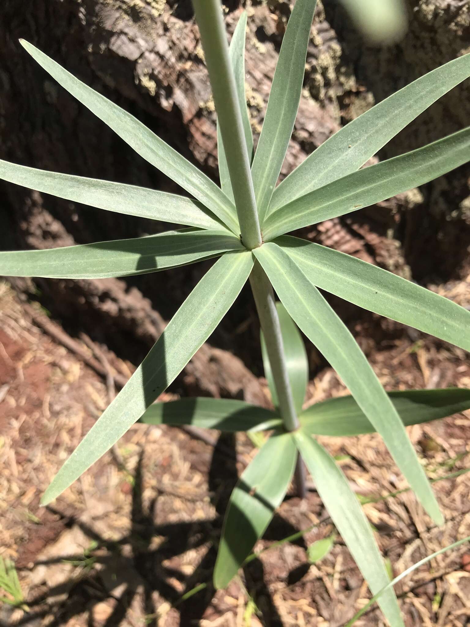 Fritillaria brandegeei Eastw. resmi