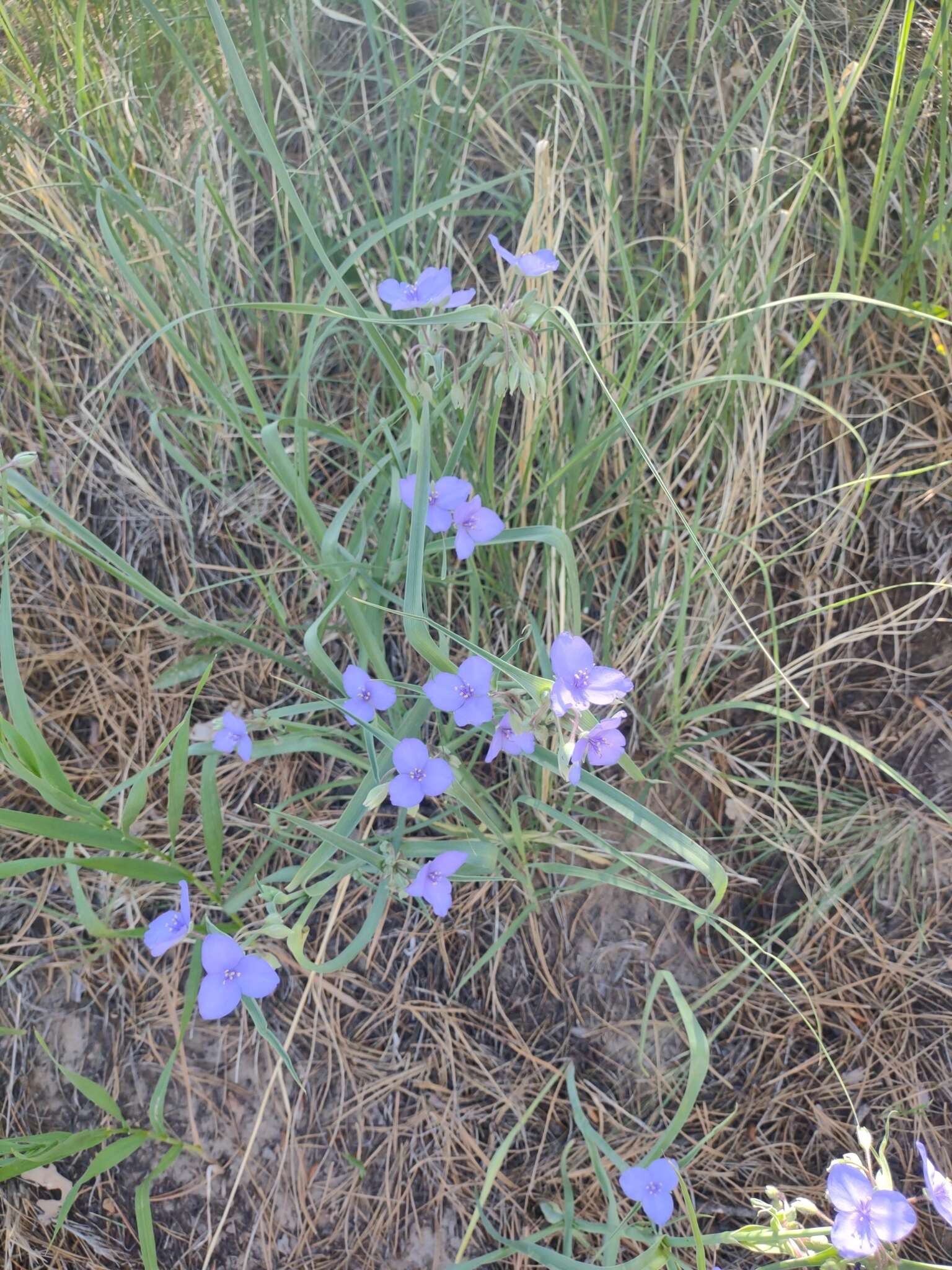 Image of prairie spiderwort