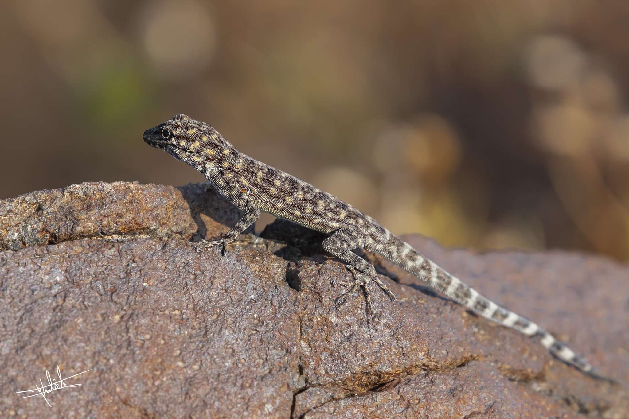 Image of Oman Rock Gecko