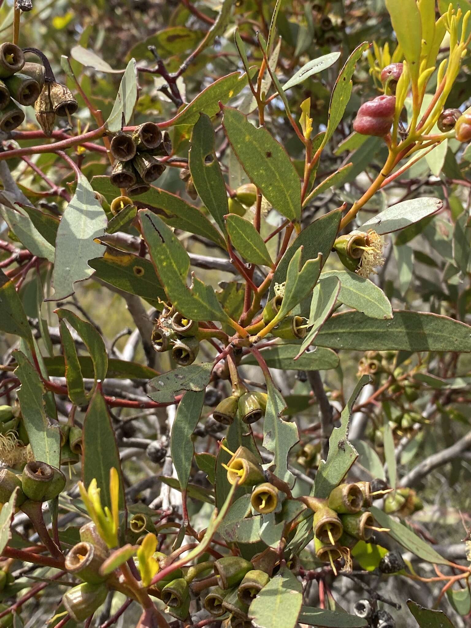 Image of Eucalyptus angulosa Schauer