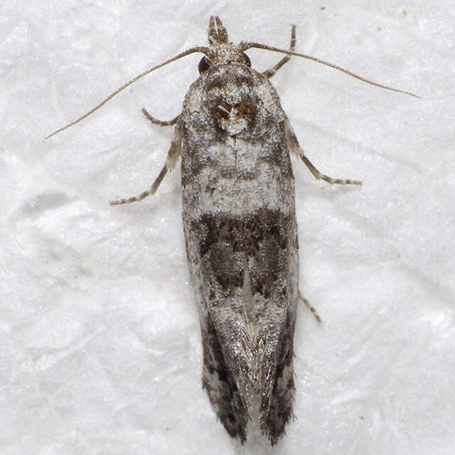 Image of Black-tipped Rudenia Moth