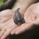 Opisthacanthus laevipes Vellard 1932 resmi