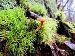 Image de Lichenomphalia umbellifera (L.) Redhead, Lutzoni, Moncalvo & Vilgalys 2002