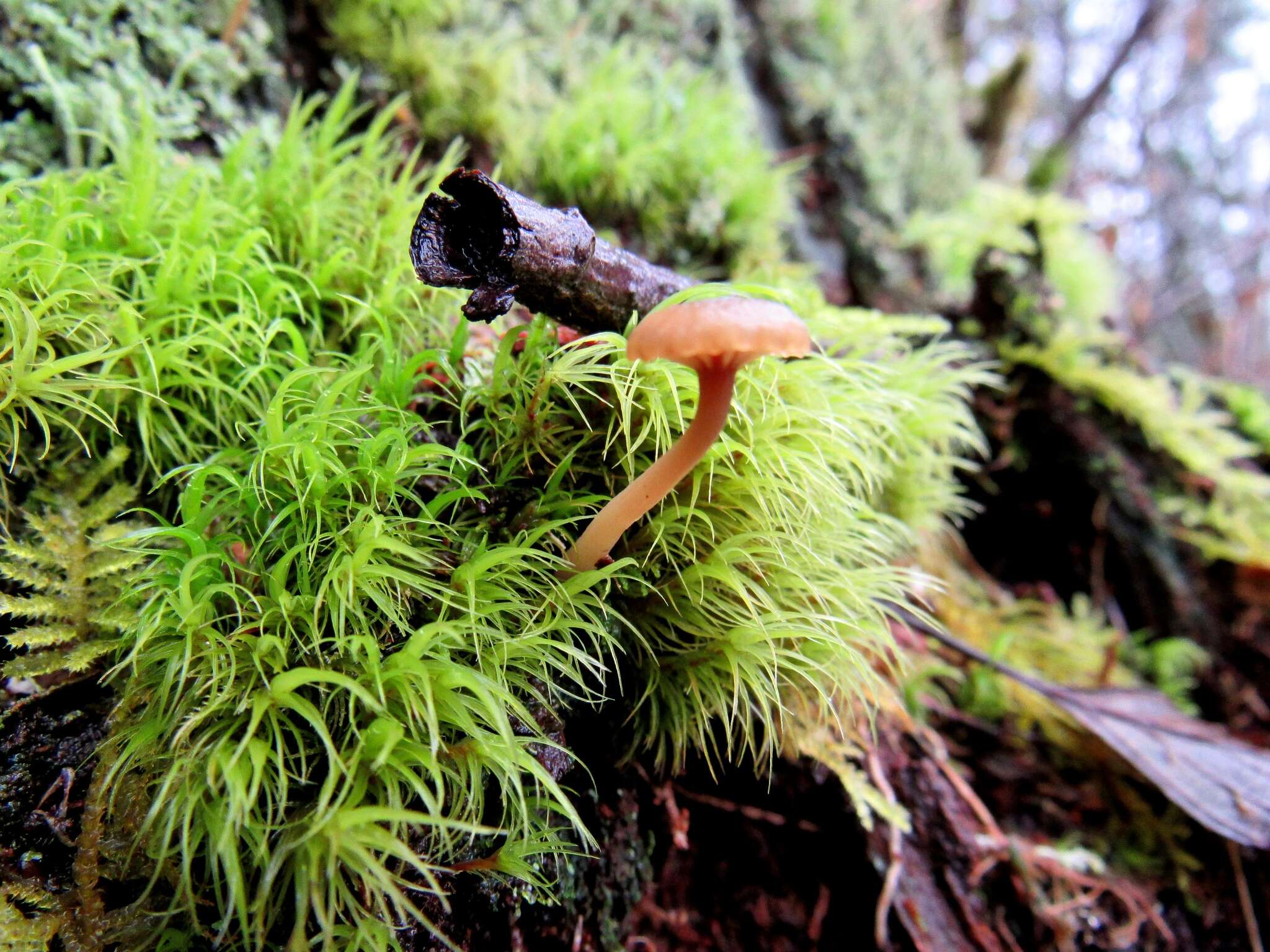 صورة Lichenomphalia umbellifera (L.) Redhead, Lutzoni, Moncalvo & Vilgalys 2002