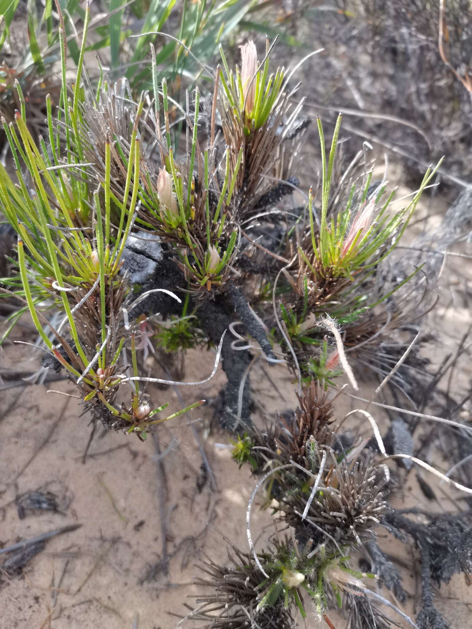 Plancia ëd Protea restionifolia (Salisb. ex Knight) Rycroft