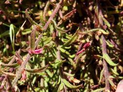 Image of Muraltia comptonii Levyns
