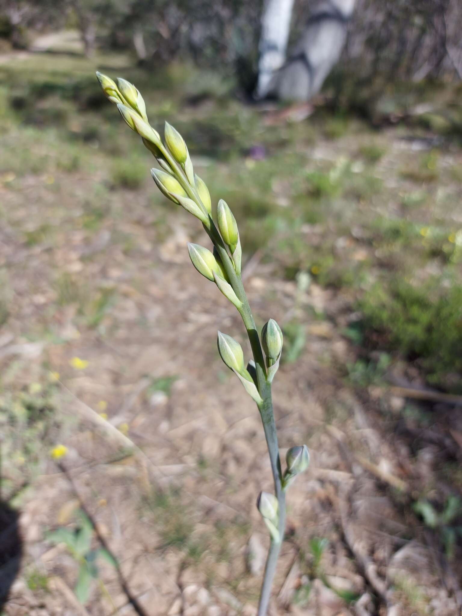 Image of Giant sun orchid