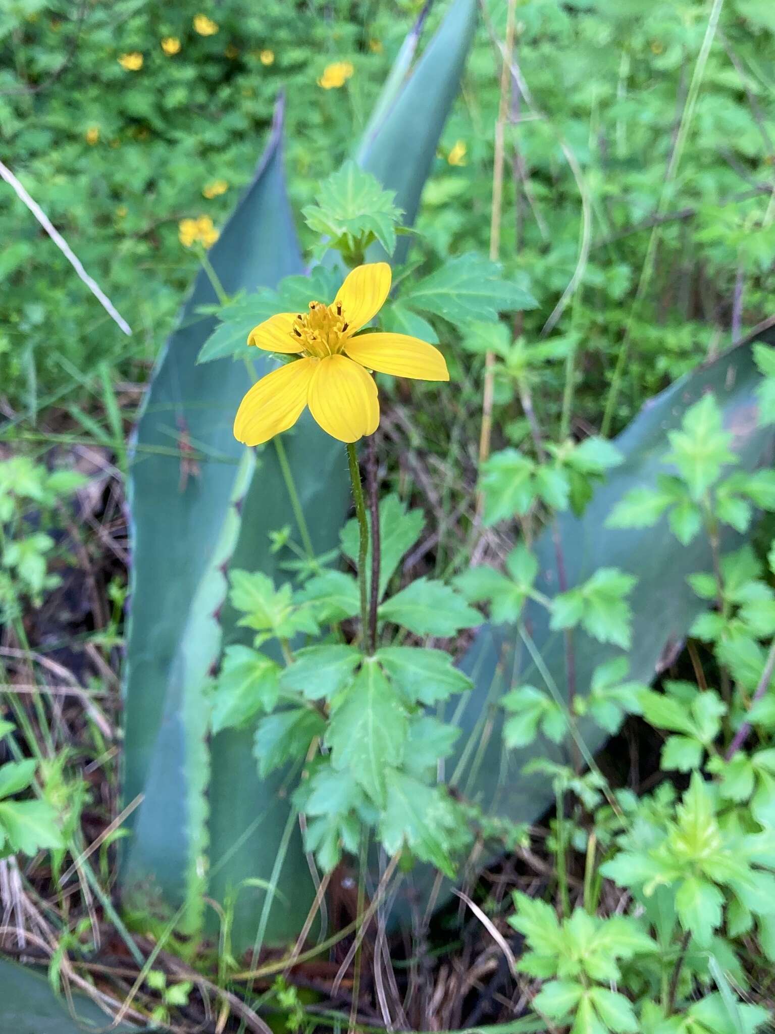 صورة Bidens ostruthioides (DC.) Sch. Bip.