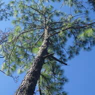 Image of south florida slash pine