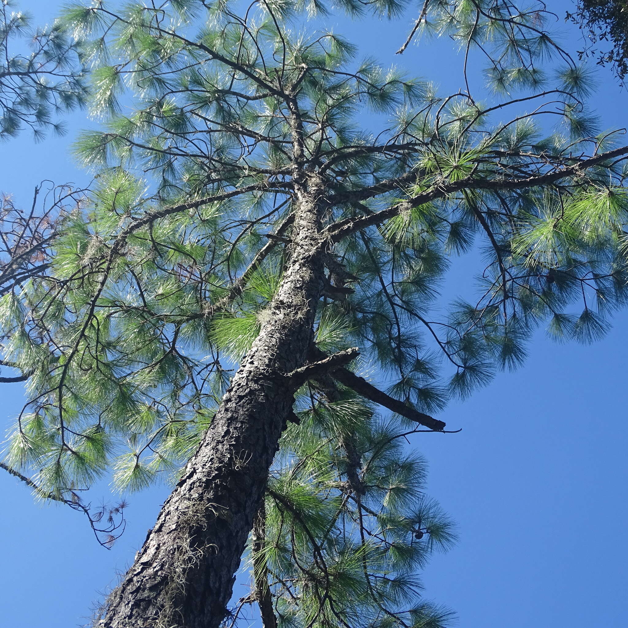Image of south florida slash pine