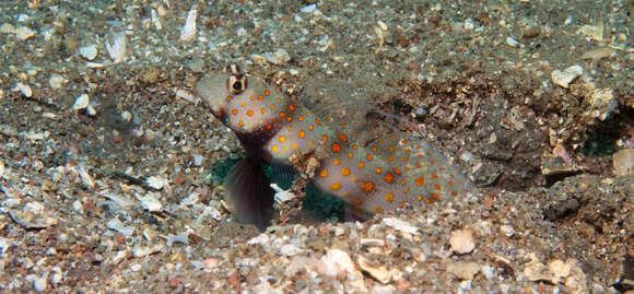 Image of Spotted prawn goby