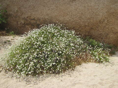 Imagem de Eriogonum fasciculatum var. flavoviride Munz & I M. Johnst.