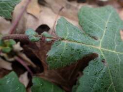 Polymnia canadensis L. resmi