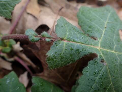 Image of whiteflower leafcup