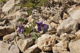 Image of Viola dissecta Ledeb.