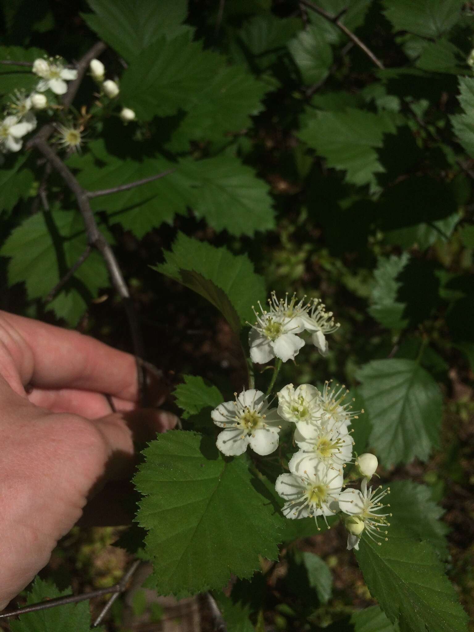 Imagem de Crataegus irrasa Sarg.