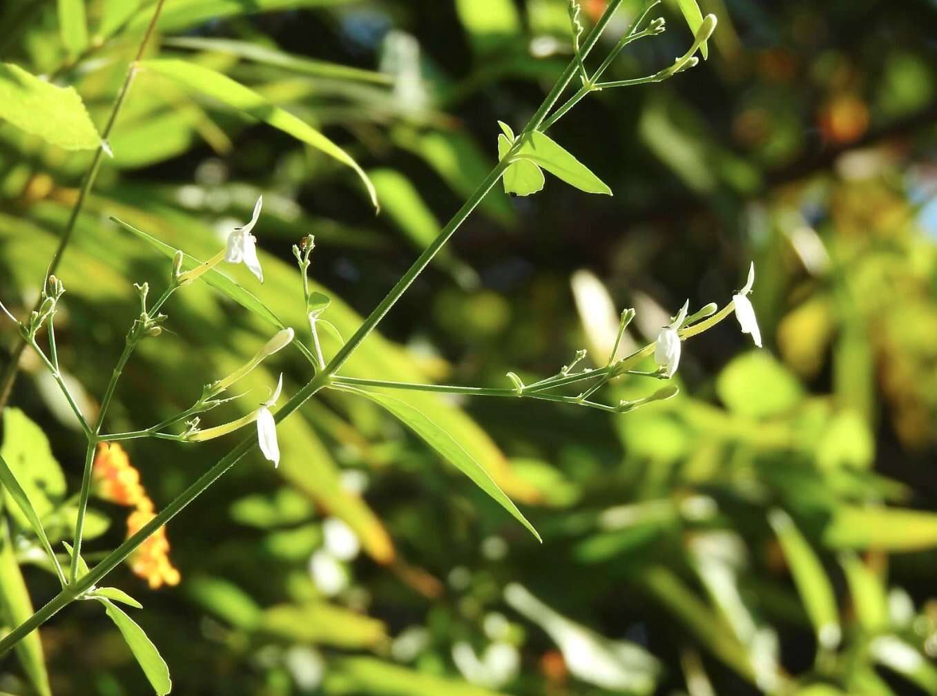 Sivun Rhinacanthus nasutus (L.) Kuntze kuva