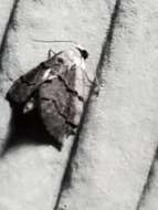 Image of Idaea insulensis Rindge 1958