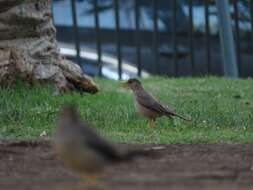 Image de Turdus falcklandii magellanicus King & PP 1831