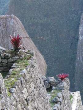 Image of Tillandsia machupicchuensis Gouda & J. Ochoa