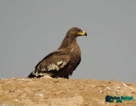 Image of Steppe Eagle