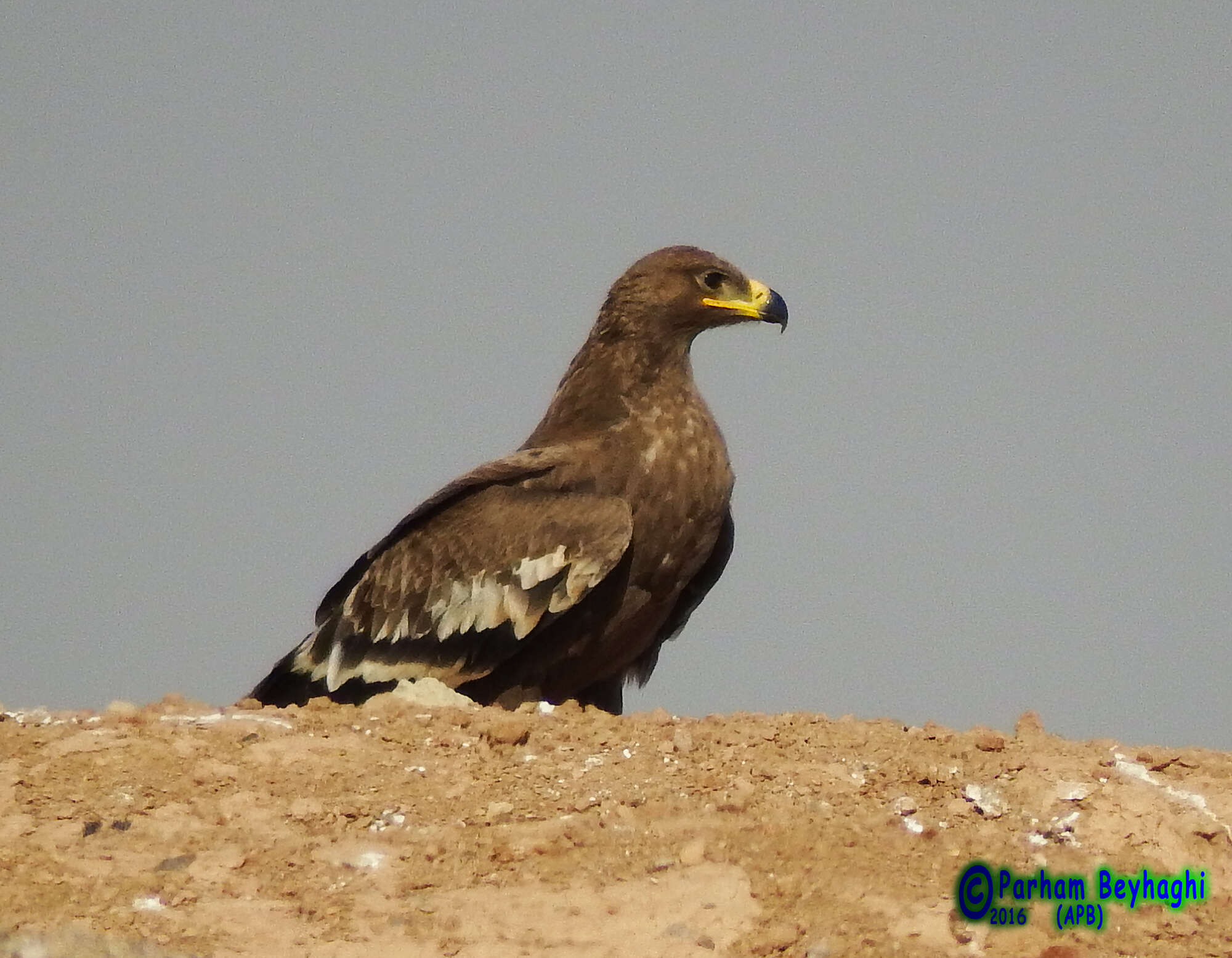 Image of Steppe Eagle