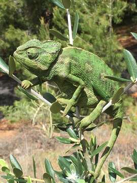 Chamaeleo chamaeleon chamaeleon (Linnaeus 1758) resmi