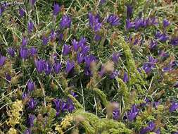 Imagem de Campanula stricta L.