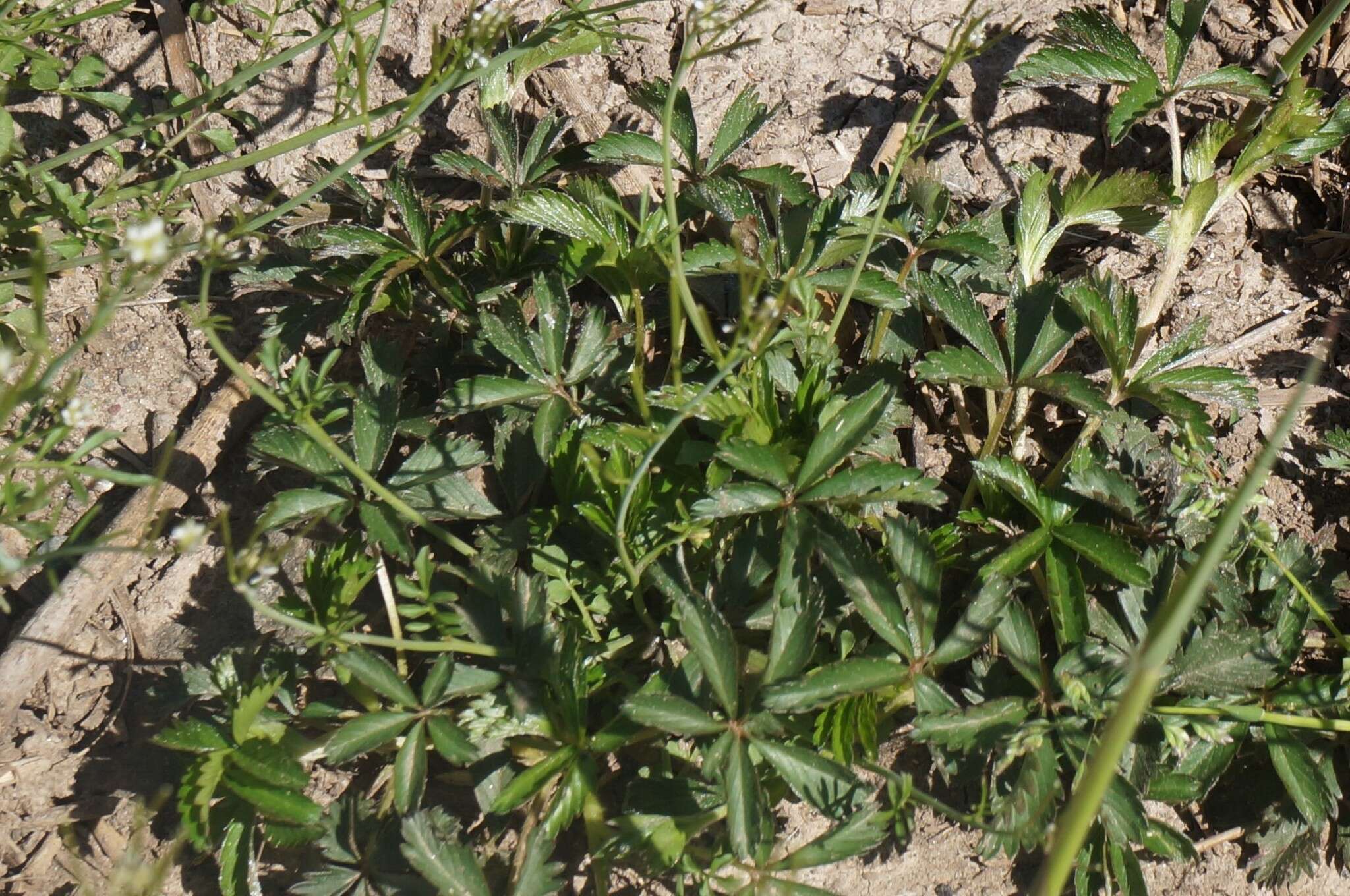 Image of common cinquefoil