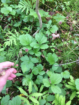 Image of Water Avens