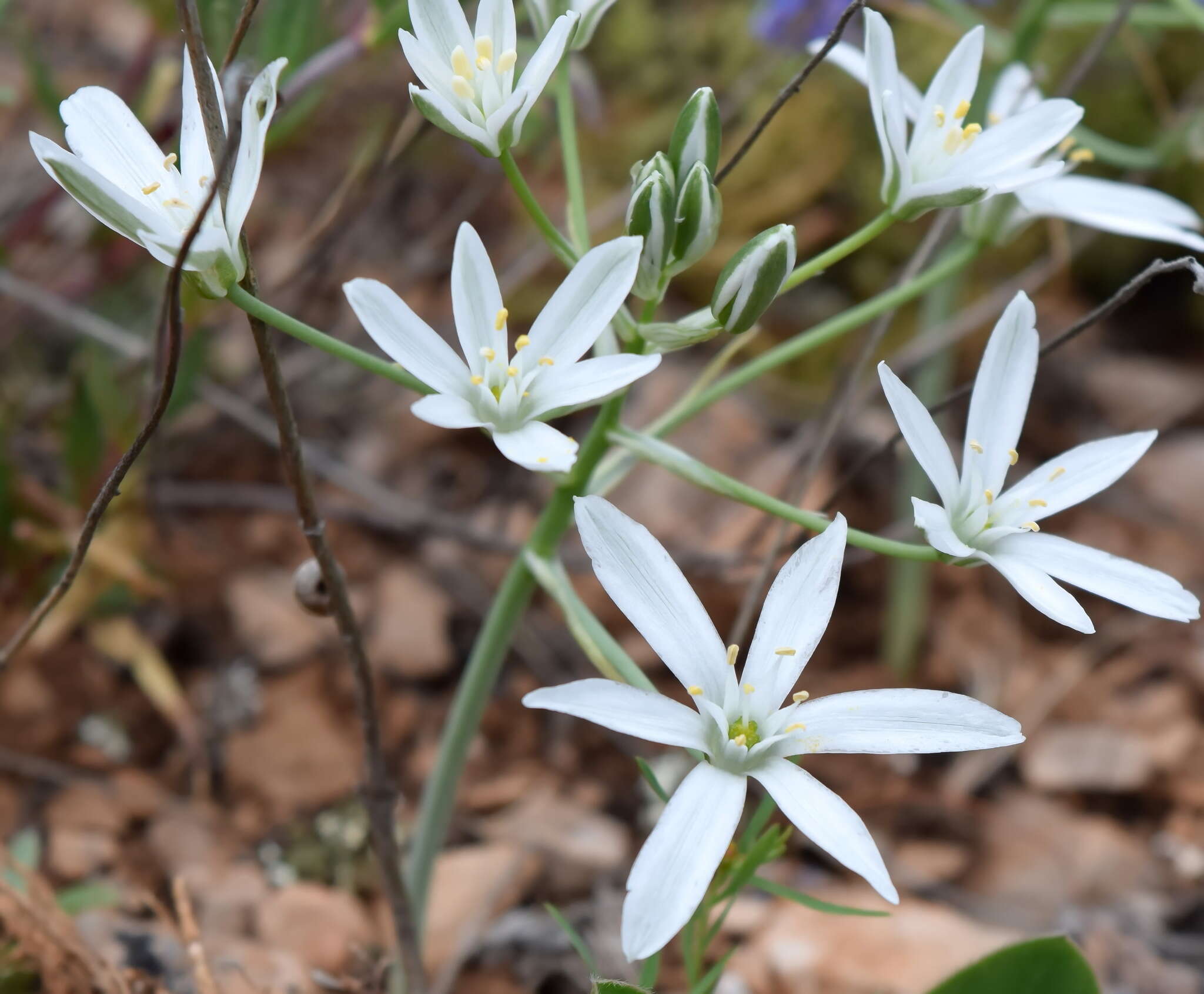 Imagem de Ornithogalum navaschinii Agapova