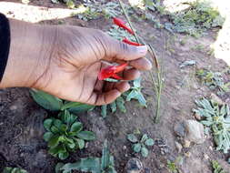 Image of Gladiolus watsonius Thunb.