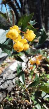 Image of Berberis ruscifolia Lam.