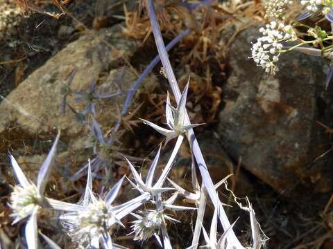 Image of Eryngium triquetrum Vahl