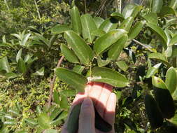 Imagem de Smilax laurifolia L.