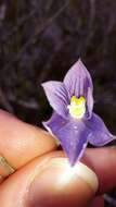 Image of Veined sun orchid