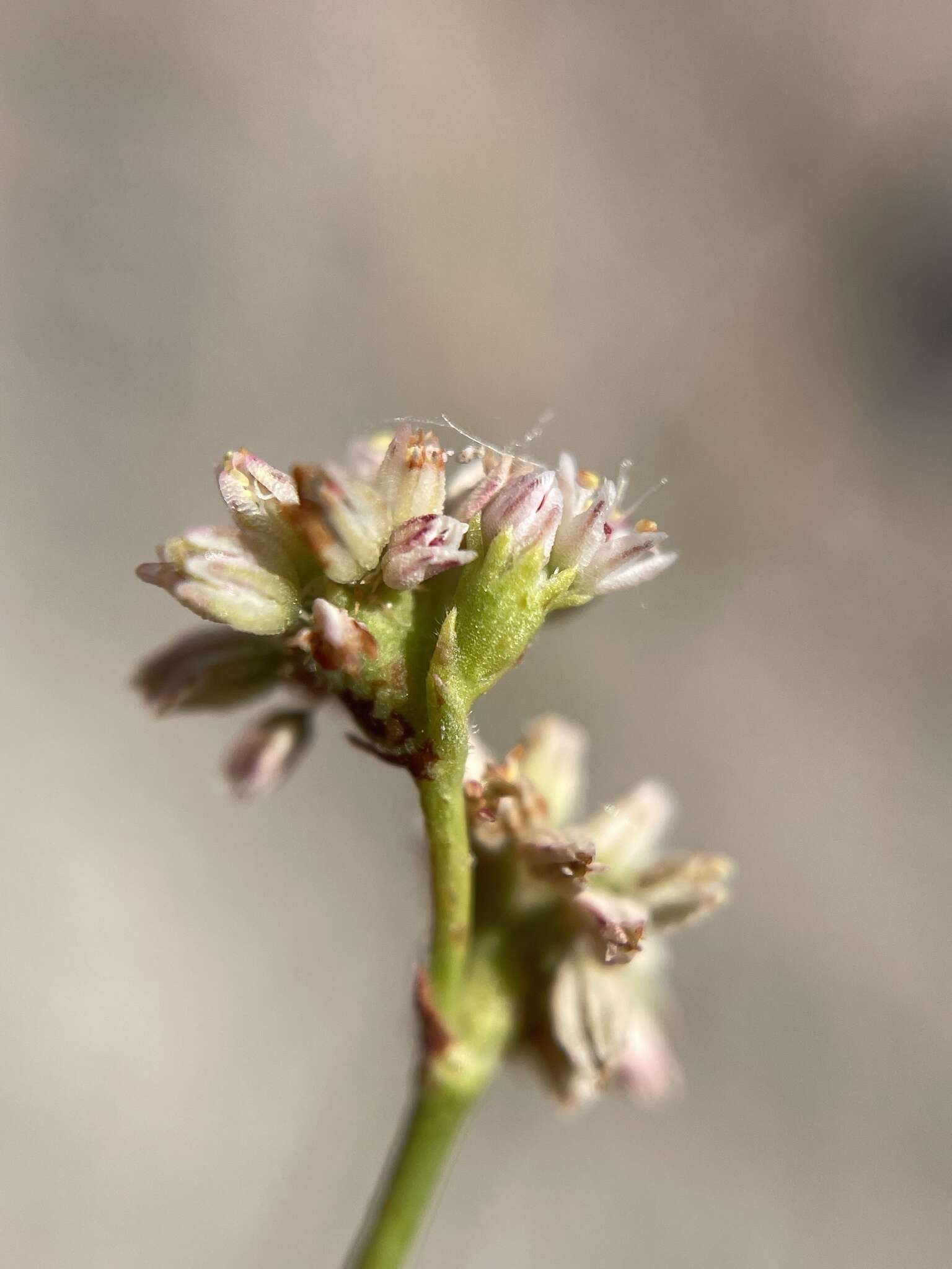 Image of volcanic buckwheat