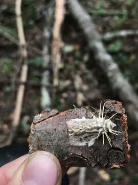 Imagem de Akanthomyces aculeatus Lebert 1858