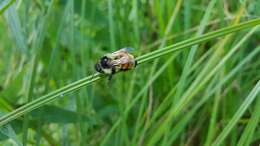 Image of Tricolored Bumble Bee