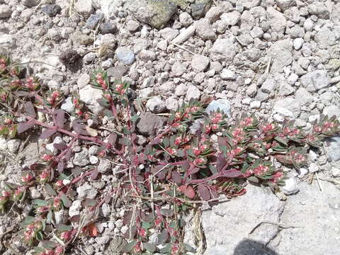 Image of Euphorbia indivisa (Engelm.) Tidestr.