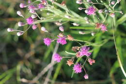 Image of Vernonia incana Less.