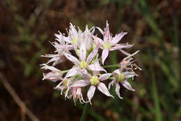 Image of Little River Canyon onion