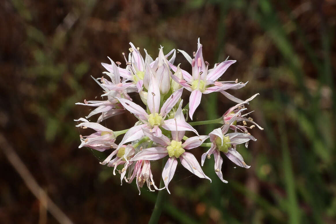 Image of Little River Canyon onion